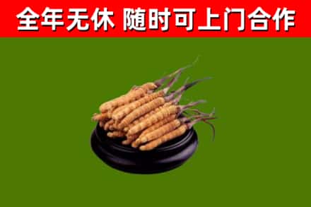 炎陵县回收冬虫夏草