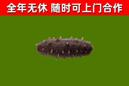 炎陵县回收海参干